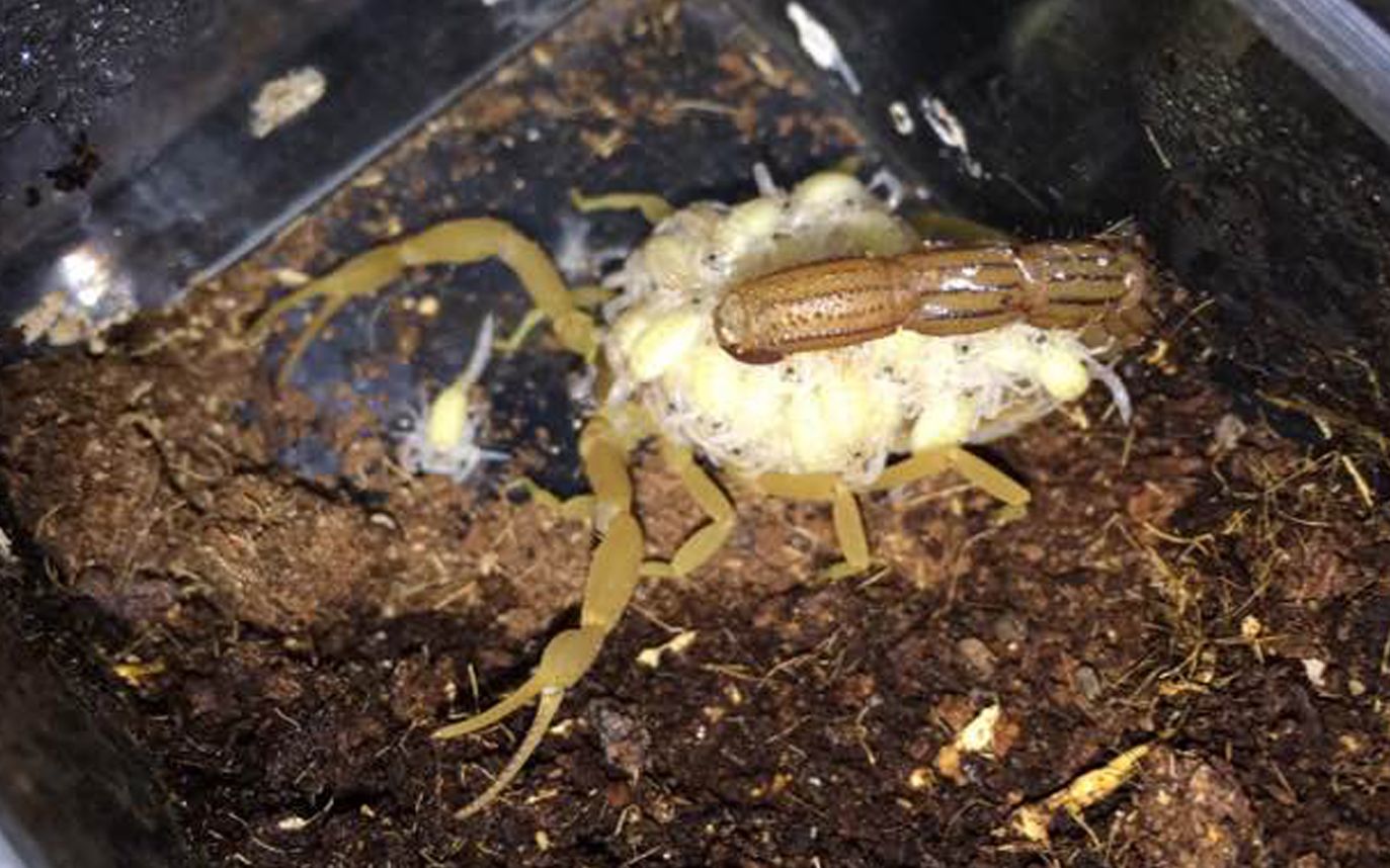 蝎子巴基斯坦黄鳄背蝎繁殖和黑粗尾蝎交配