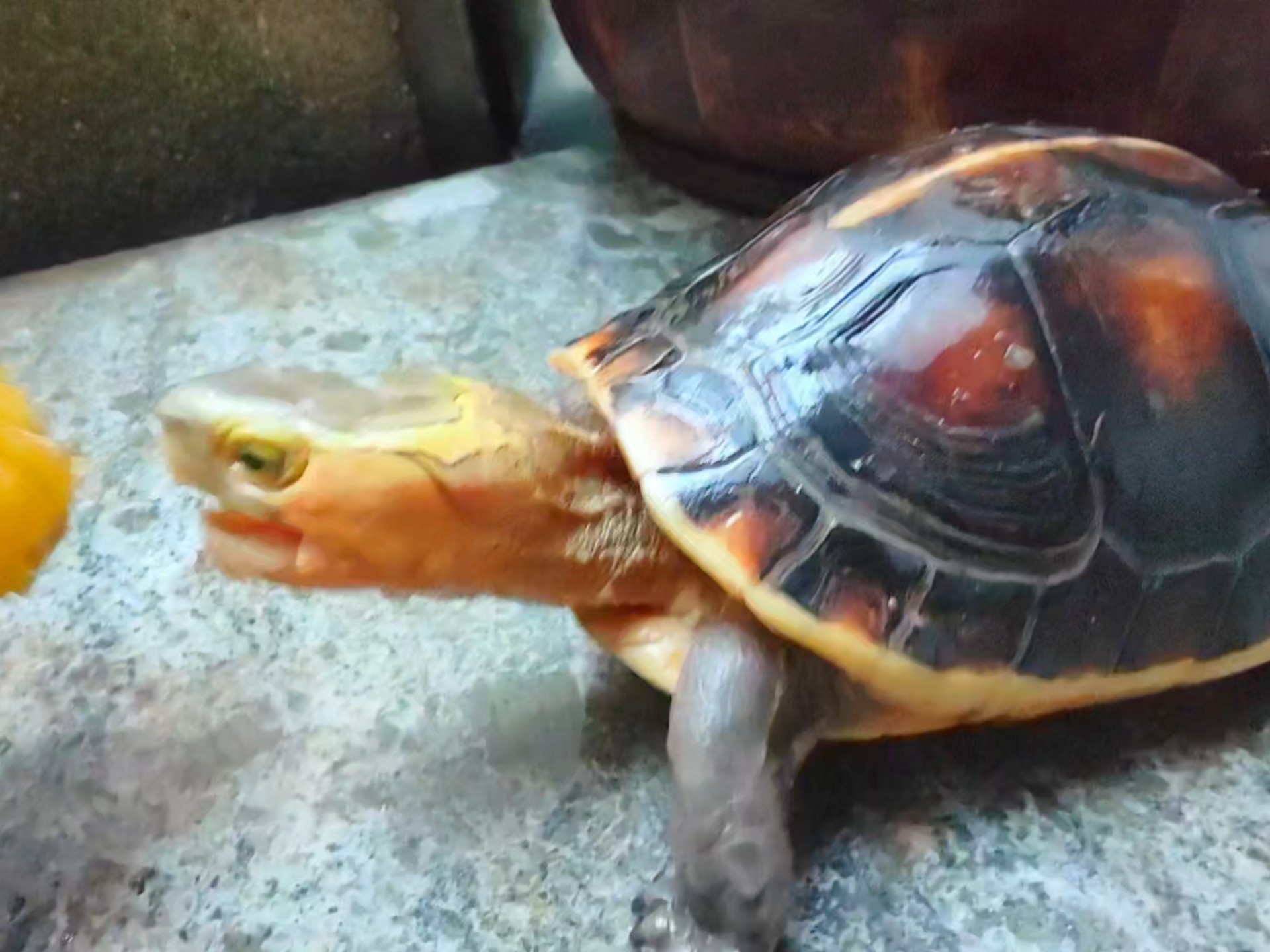 安缘是山龟所以绝对不要养水里哦