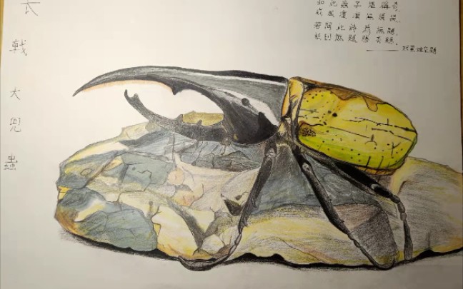 水视频:《长戟大兜虫》手绘