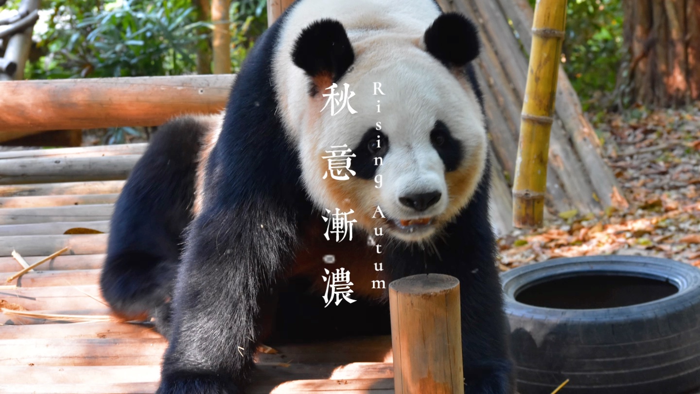 【大熊猫园舟】园舟:奶爸奶妈,我就这样看着你看着你看着你,你怎么