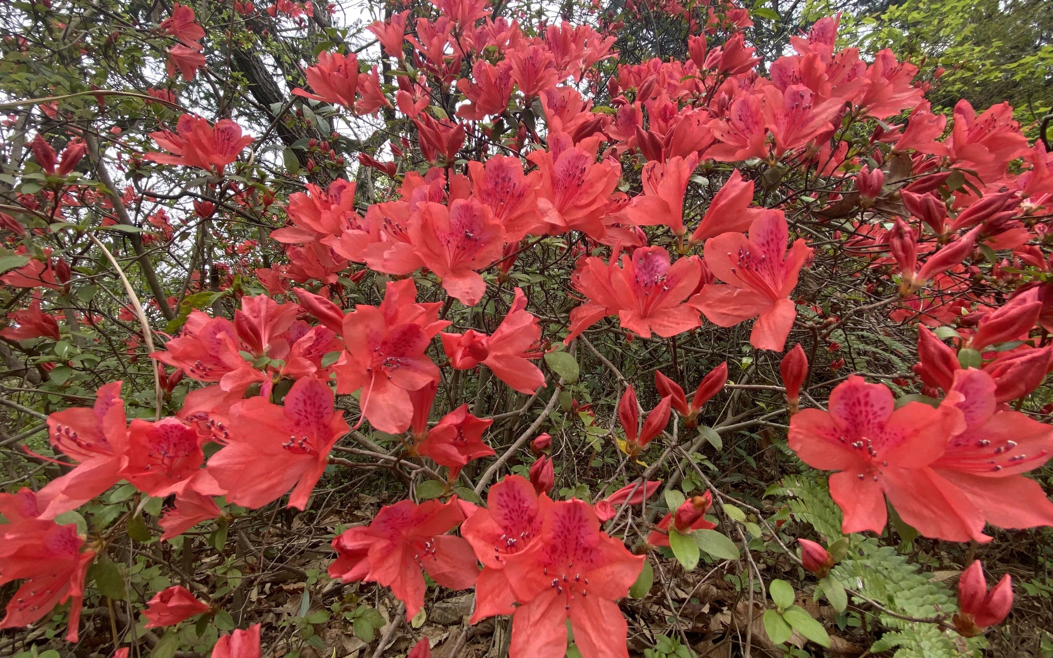 大山里很常见的映山红,树上开满了花,你可还记得什么时候吃过它?