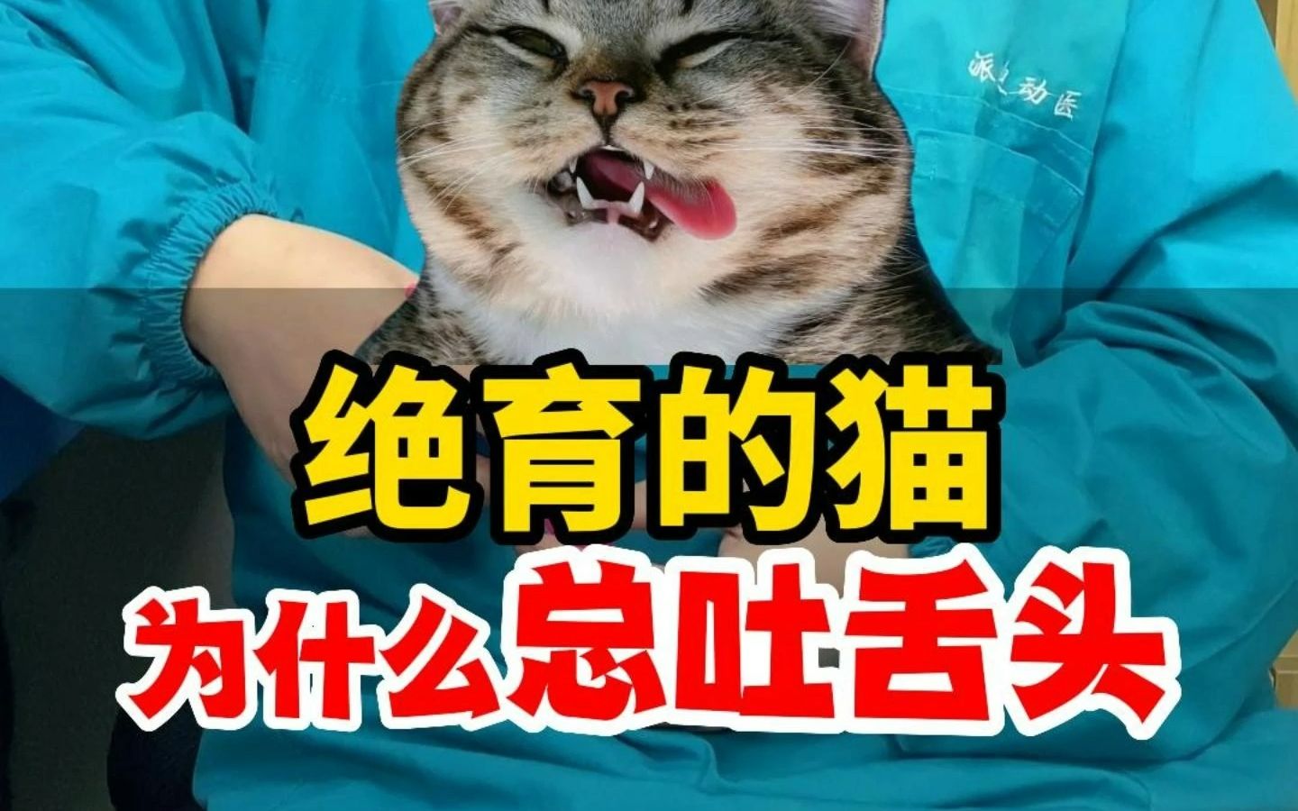 为什么绝育的猫,总吐舌头