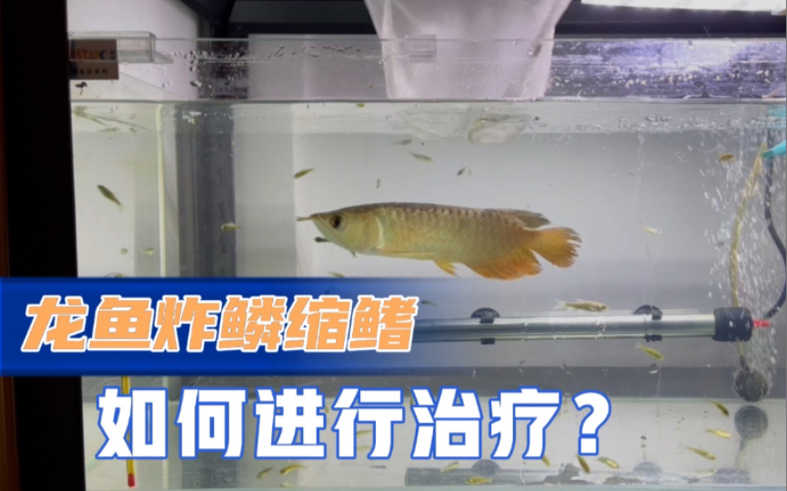 龙鱼立鳞缩鳍要怎么治疗?哔哩哔哩bilibili