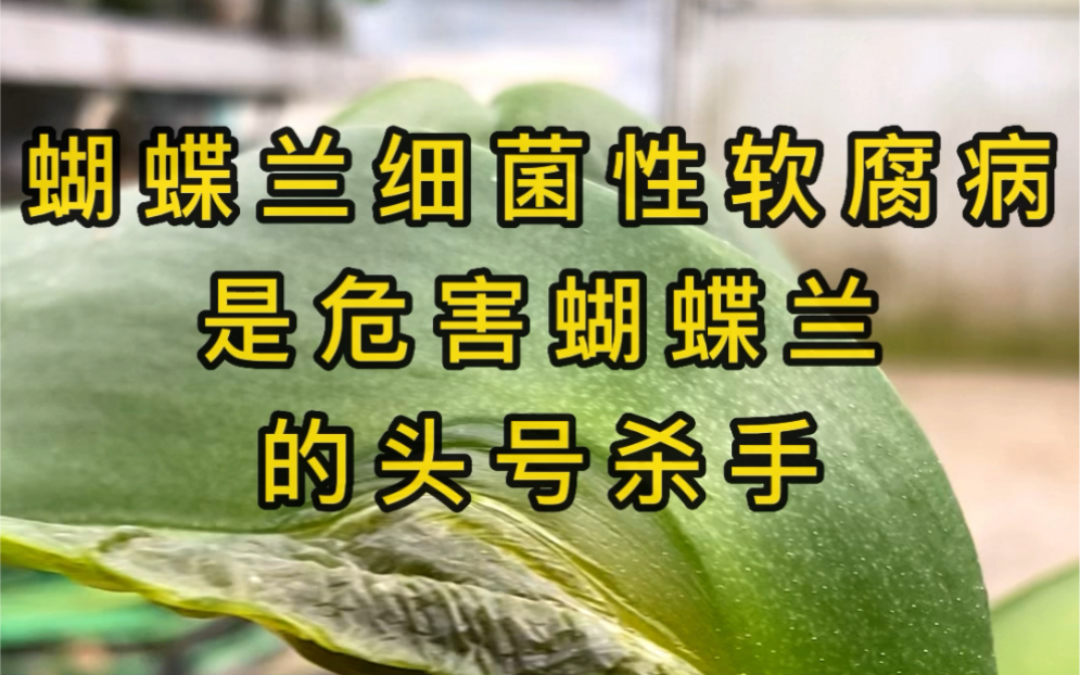 蝴蝶兰细菌性软腐病是危害蝴蝶兰的头号杀手,如不及时采取防治措施