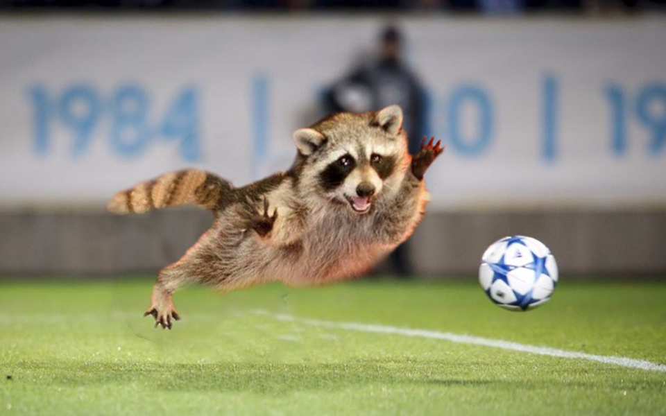 不让踢球就捣乱足球比赛中让人忍俊不止的小动物