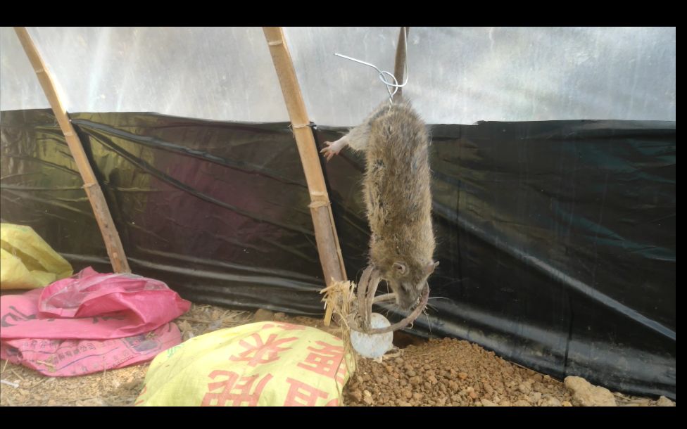 小魏养殖小鸡堆死上百只罪魁祸首抓到了吊起来看老鼠还敢来吗