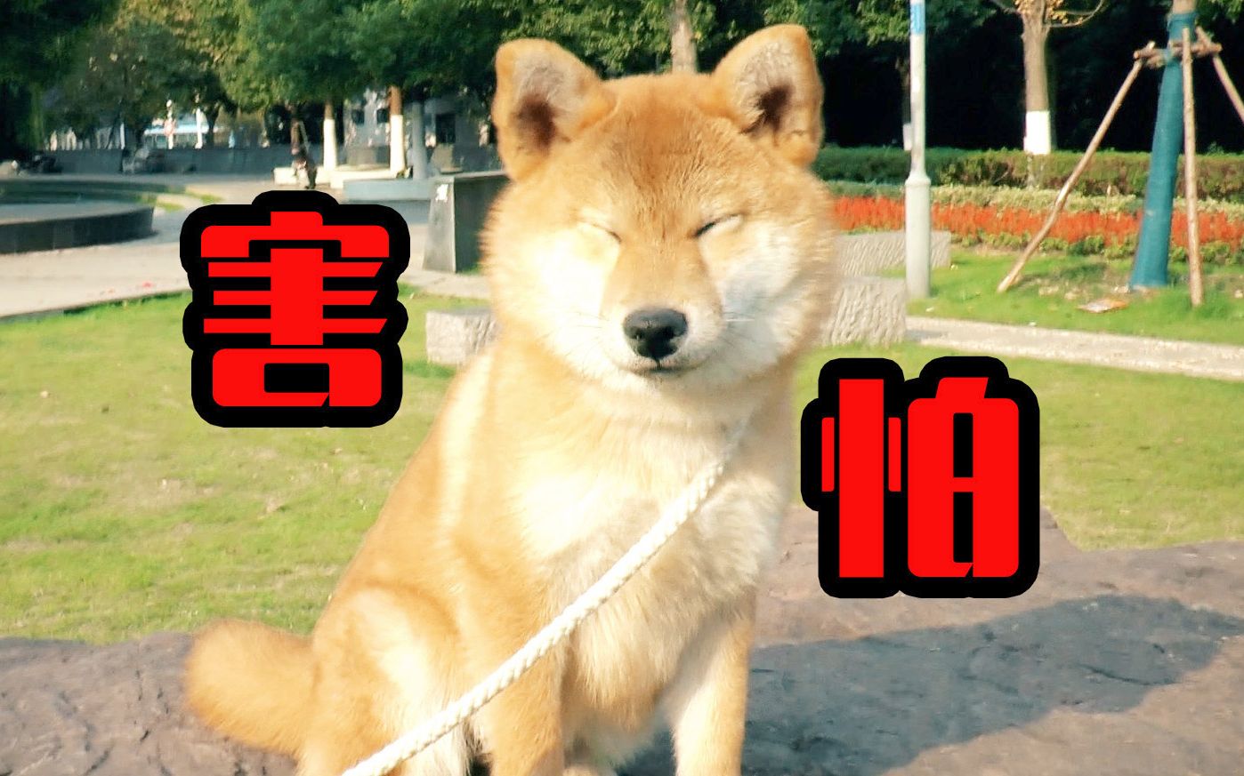 患有严重恐高症的柴犬,被主人放在石头上,直接被吓傻了