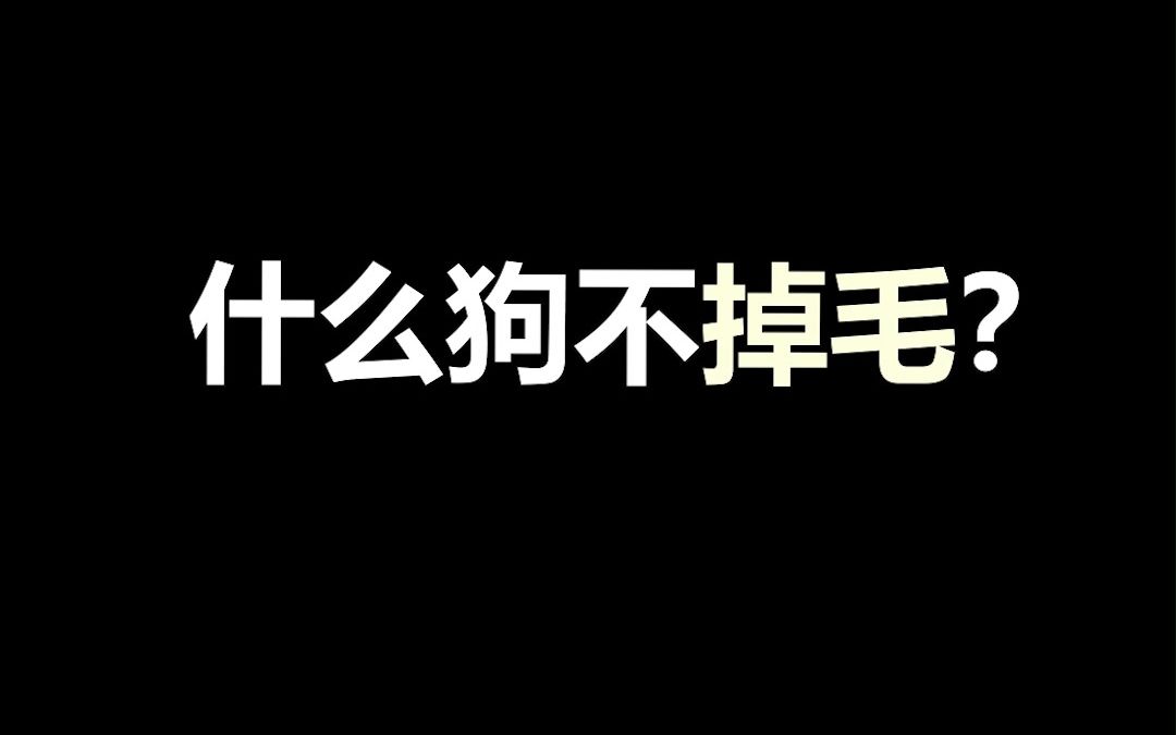 宠物冷知识:还在担心家里的黑衣服变毛衣?赶紧养这几种不掉毛的狗!哔哩哔哩bilibili