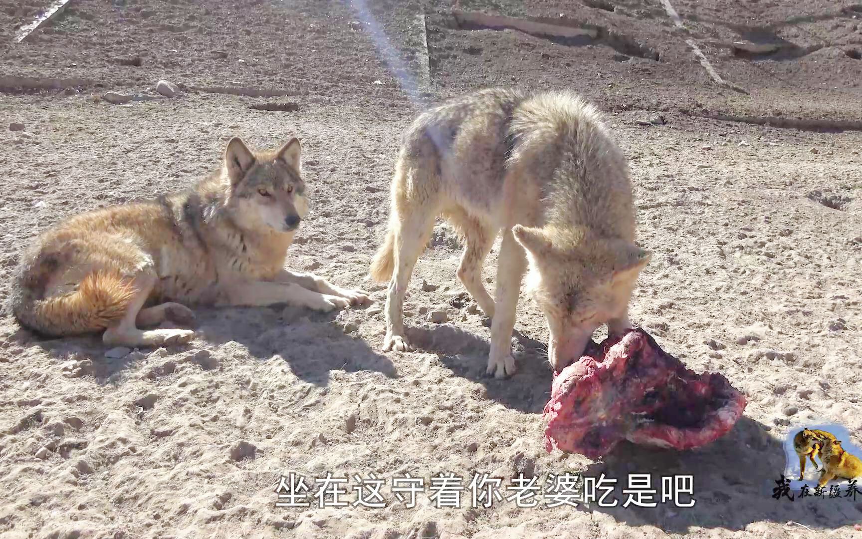 活动作品大姐用食物挑拨关系狼后啃肉狼王霸气护妻