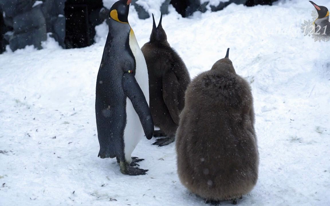 动物园里和爸爸妈妈在一起的企鹅宝宝