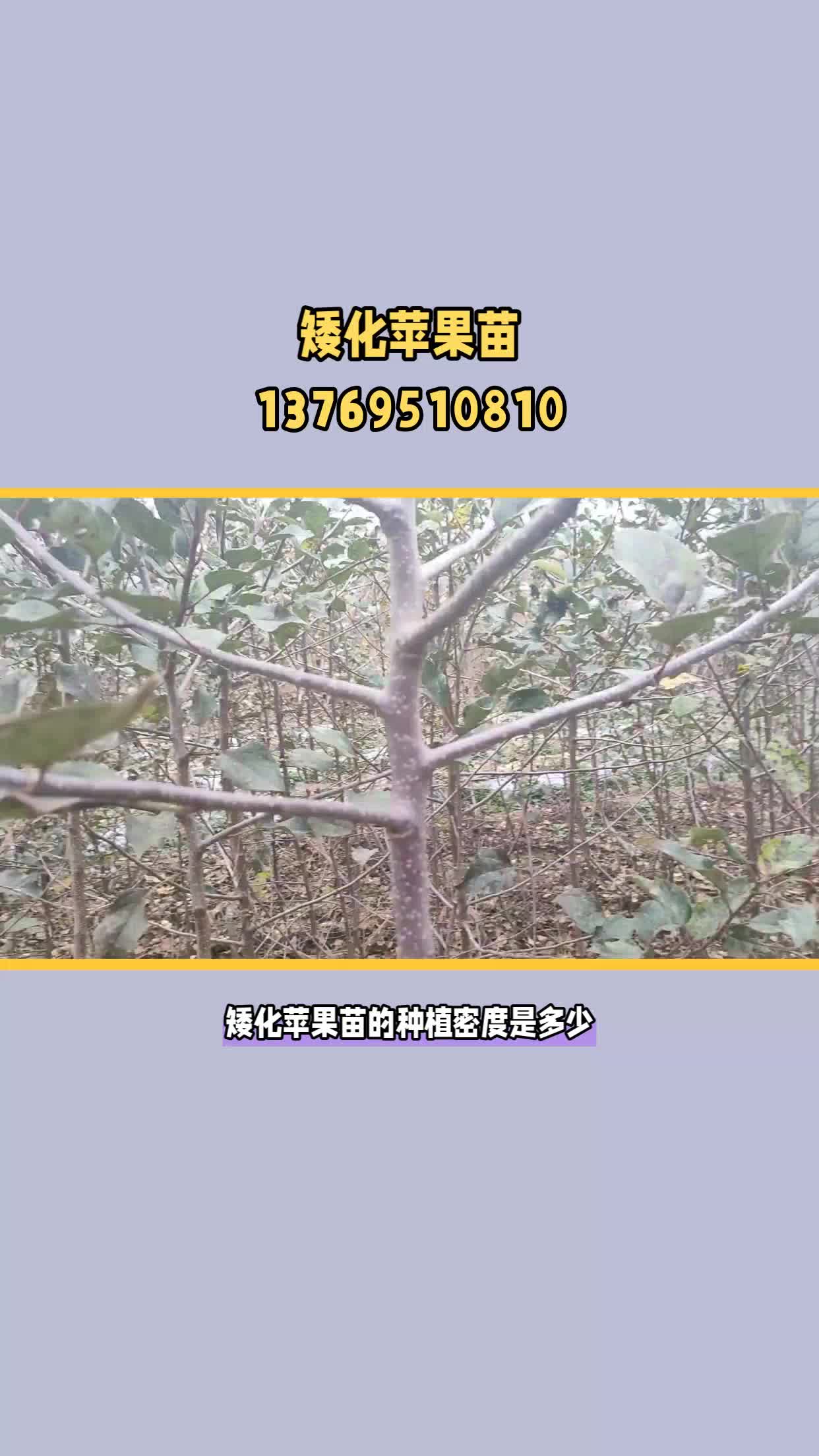 矮化苹果苗怎么种植 云南苹果苗基地哔哩哔哩bilibili