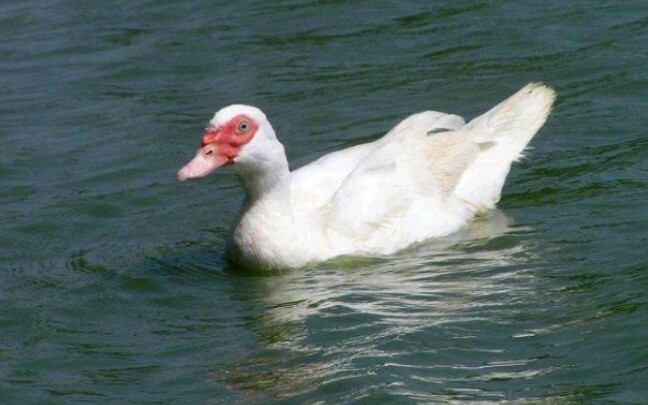 一种叫豚的家禽 B站