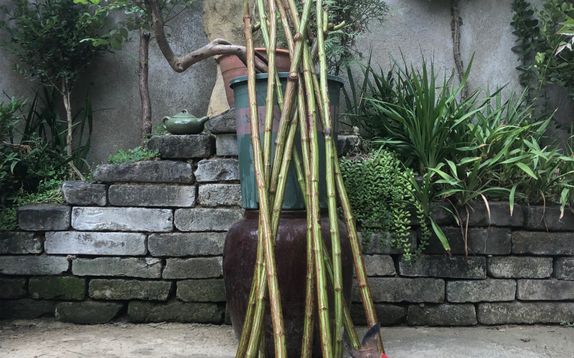 剪无刺蔷薇杆子_哔哩哔哩_bilibili