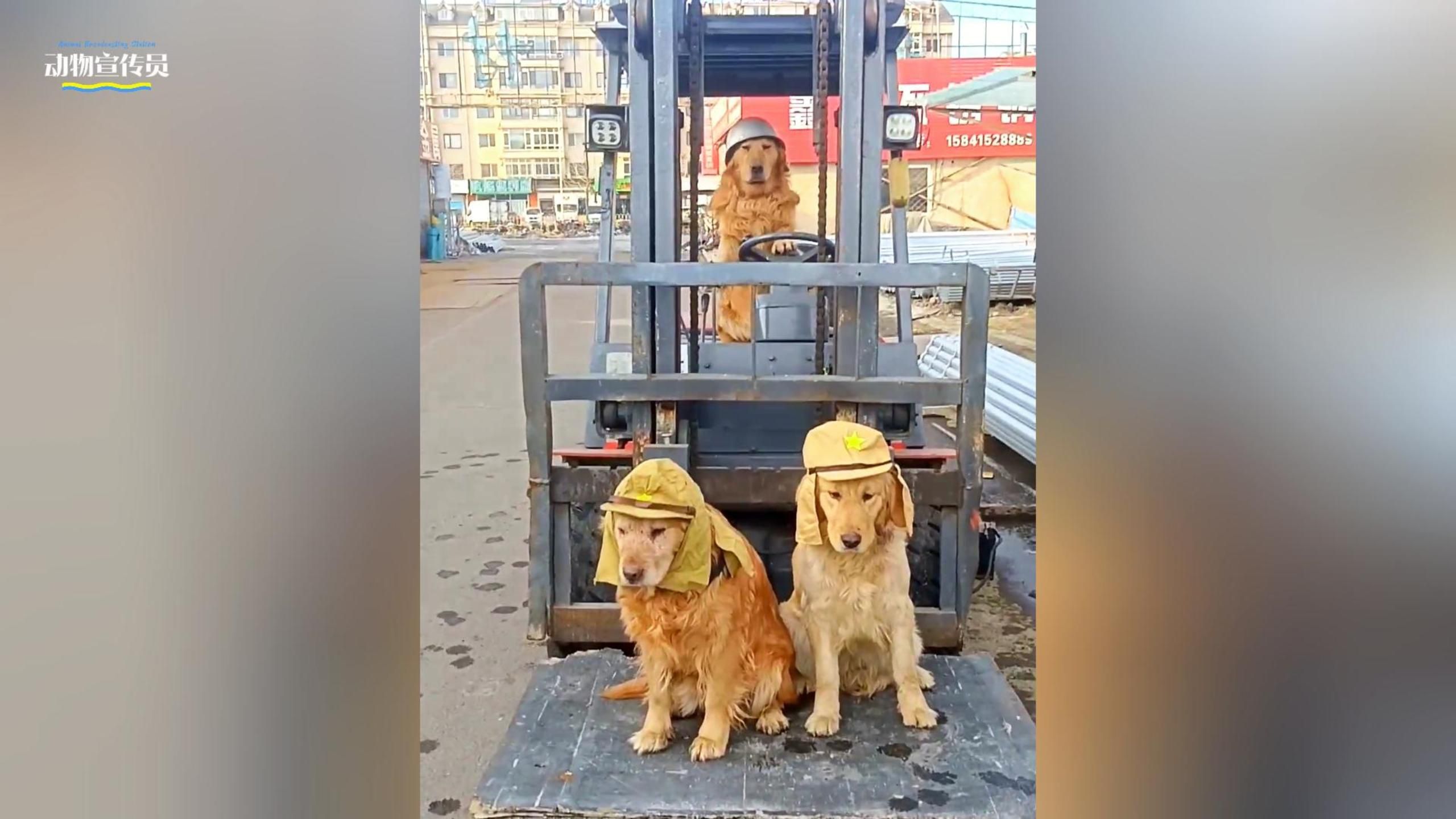 主人教金毛开叉车,动作娴熟,行云流水,每一口狗粮都不是白吃的