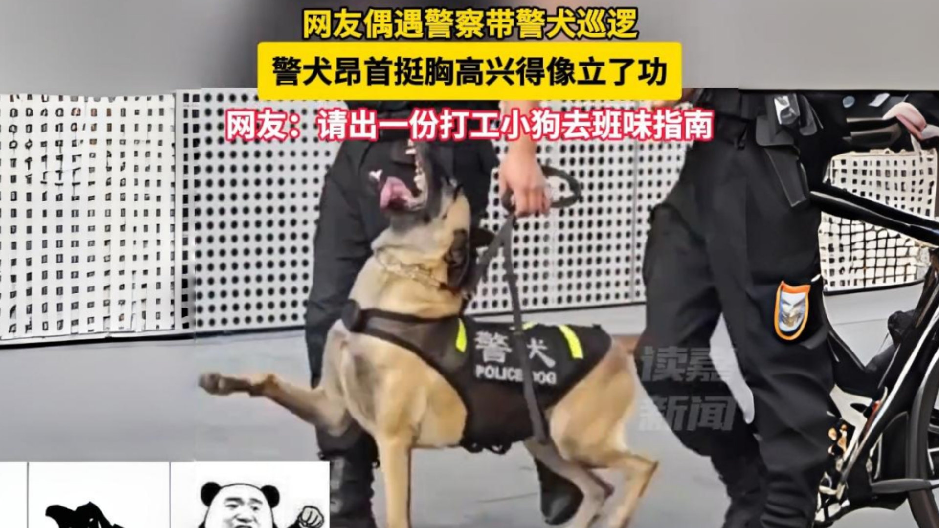 网友偶遇警察带警犬巡逻 警犬昂首挺胸高兴得像立了功 网友:请出一份打工小狗去班味指南#打工人的精神状态哔哩哔哩bilibili