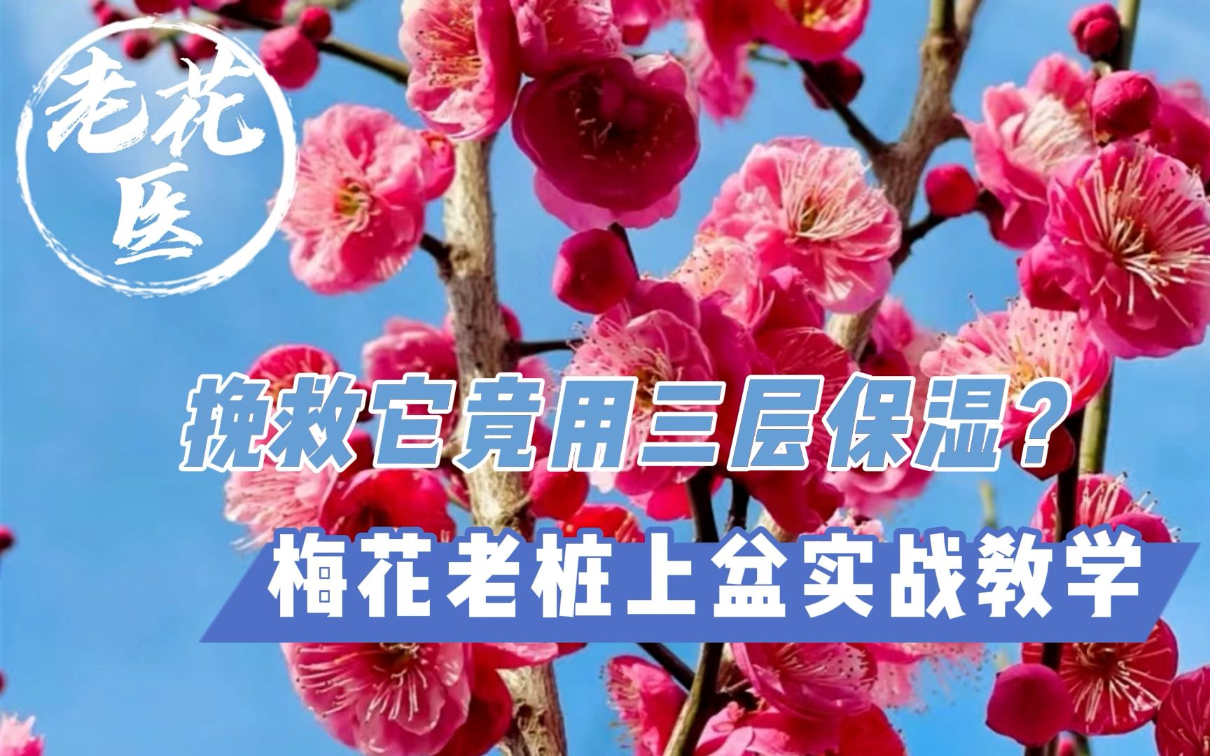 [图]用水泡足24小时还不够？竟然要用三层保湿？梅花老桩上盆实战教学