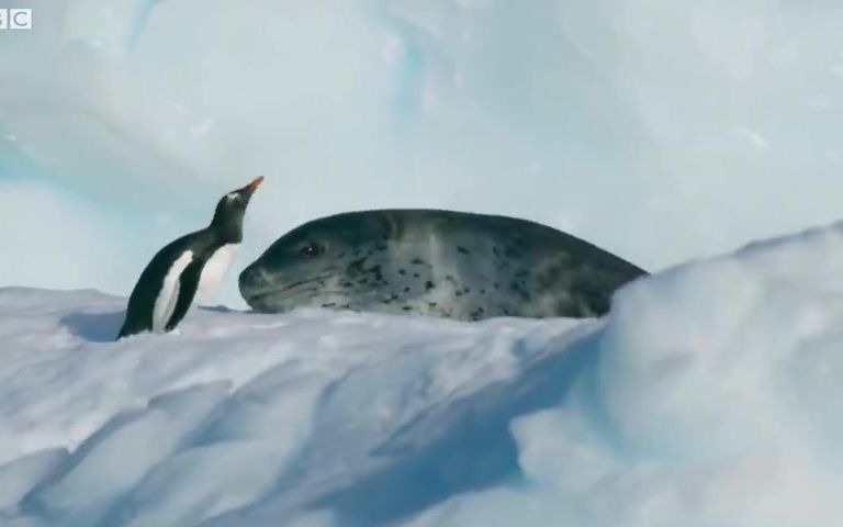 海豹追杀企鹅纪录片