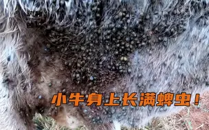 Tải video: 小牛身上长满了蜱虫，都快被吸干了！