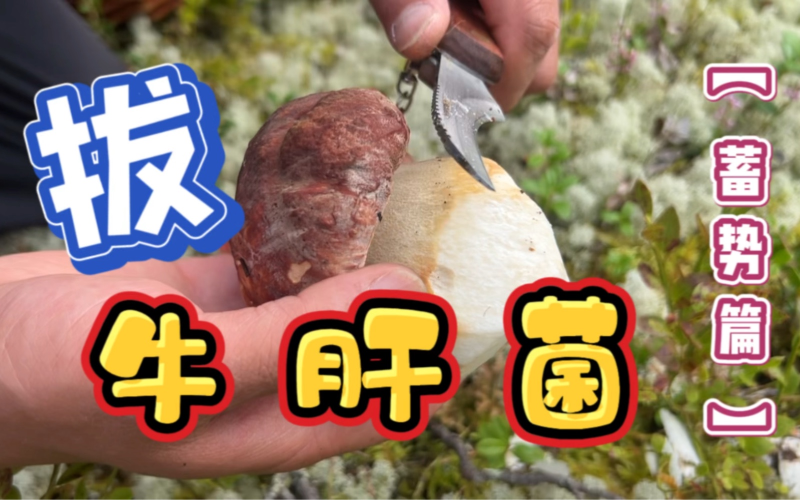 沉浸式“拔”牛肝菌.友情提示:不能百分百确认的野蘑菇不要碰.别当菇勇者!哔哩哔哩bilibili