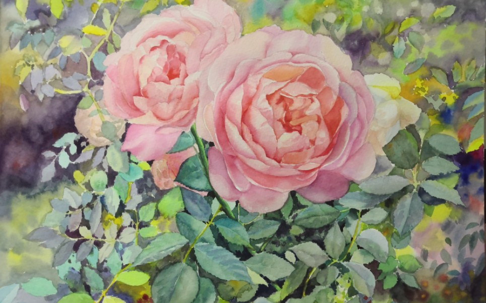 《水彩花卉》月季花