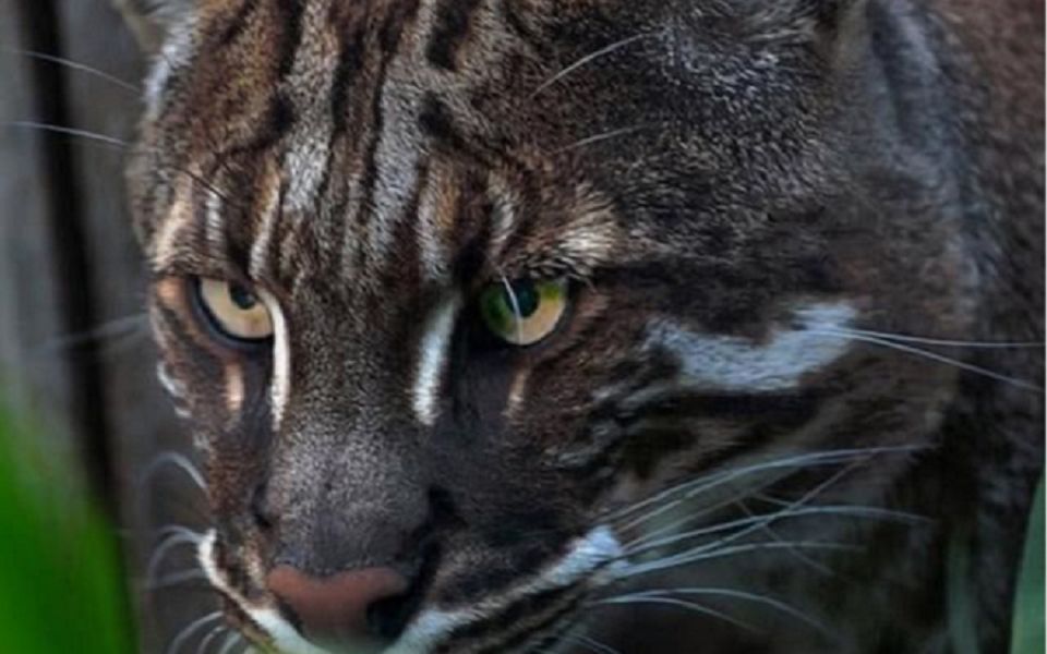 能够轻松杀死老虎的"彪",到底长什么样子?在我国仅有3只!_哔哩哔哩_bi