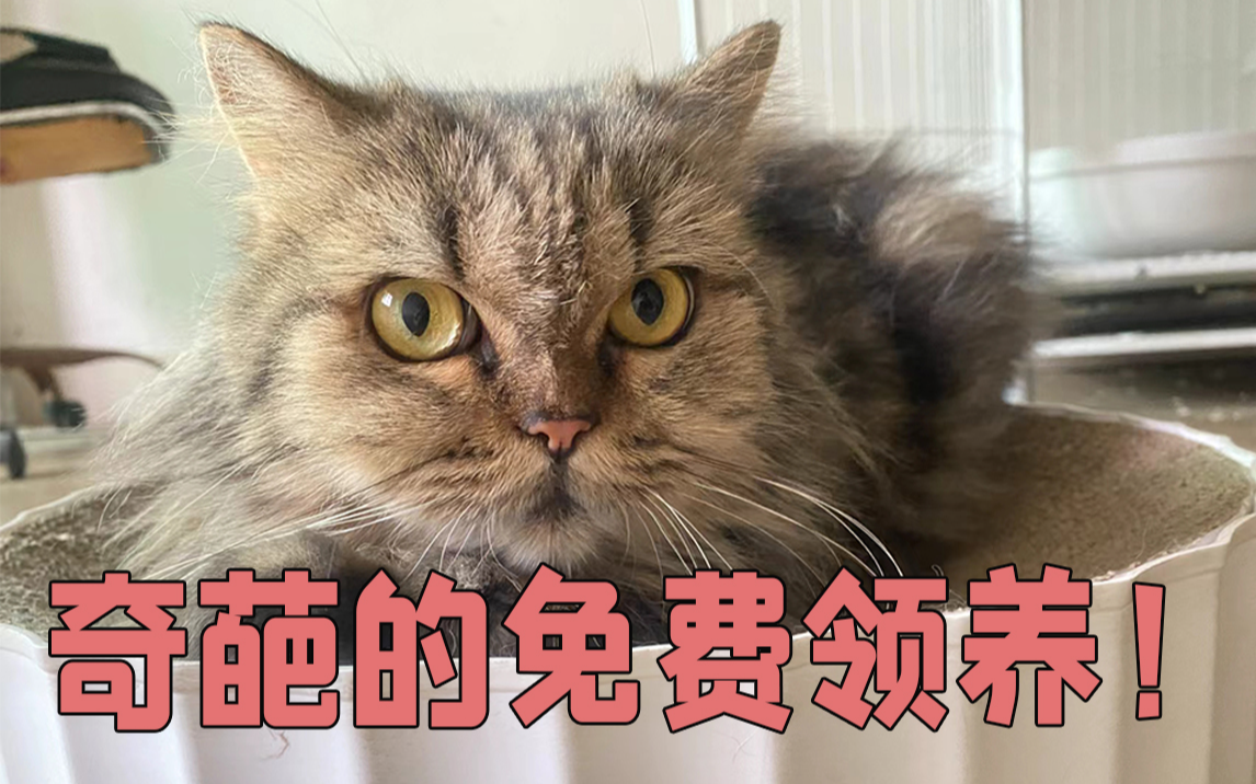 为什么宠物猫不可以免费领养 除非签合同交押金哔哩哔哩bilibili