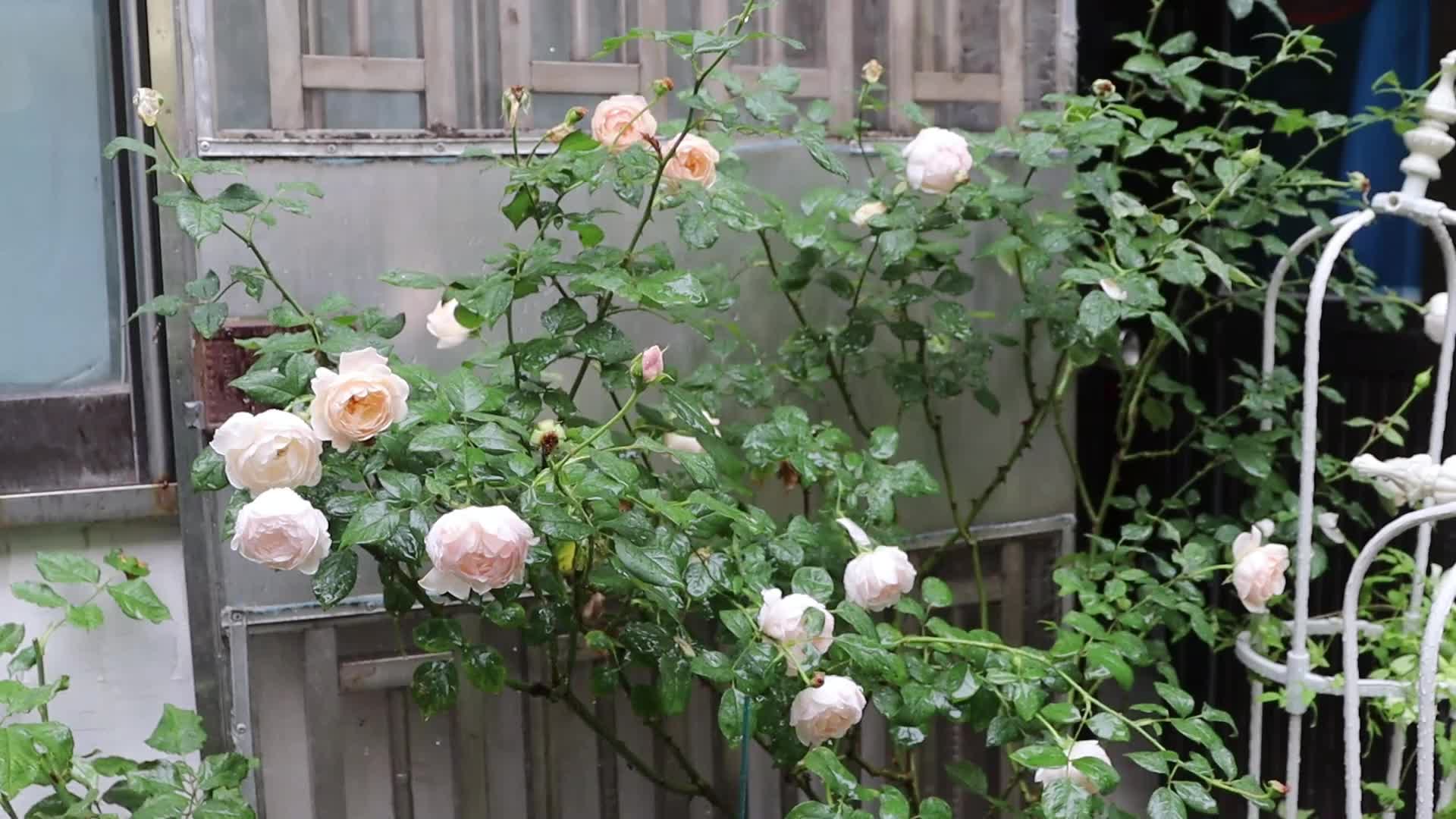雨中的黛丝德蒙娜,气质这块儿必须拿捏!