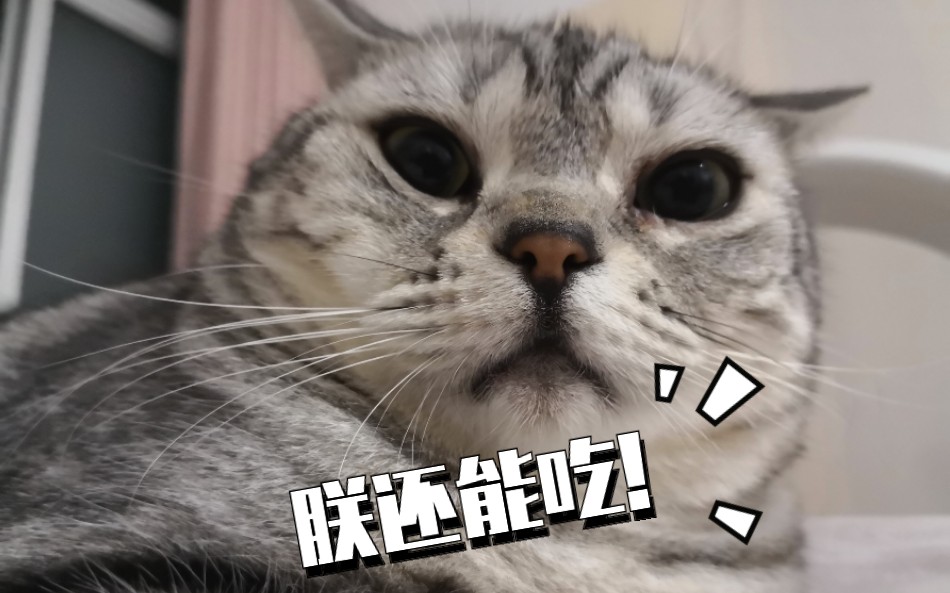 【吸猫】铲屎的,扶朕起来!朕还能吃!
