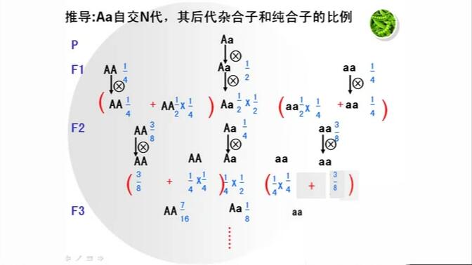 杂合子连续自交图片