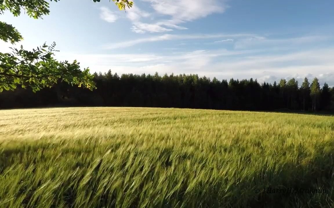 [图]风吹麦浪-田野间的风 | 舒缓 | 专注 | 解压 | 助眠 | 自习 | 放松 | 背景音