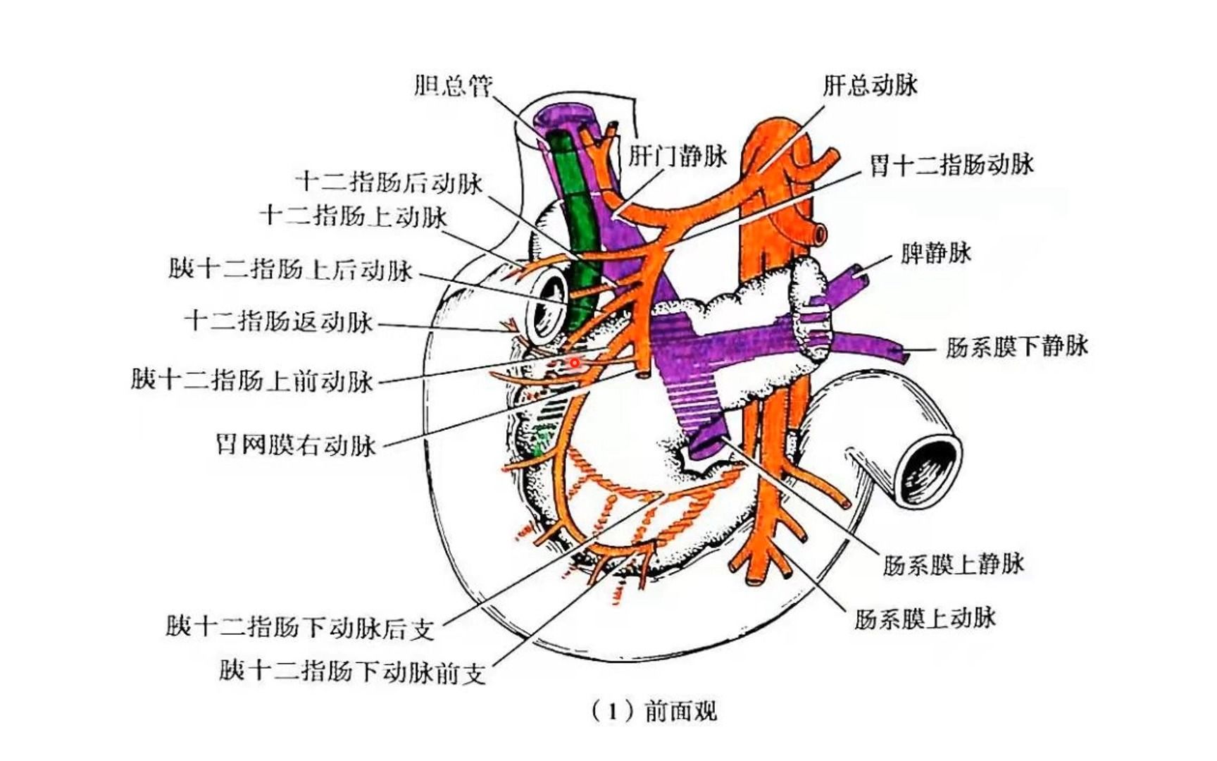 十二指肠上动脉解剖图图片