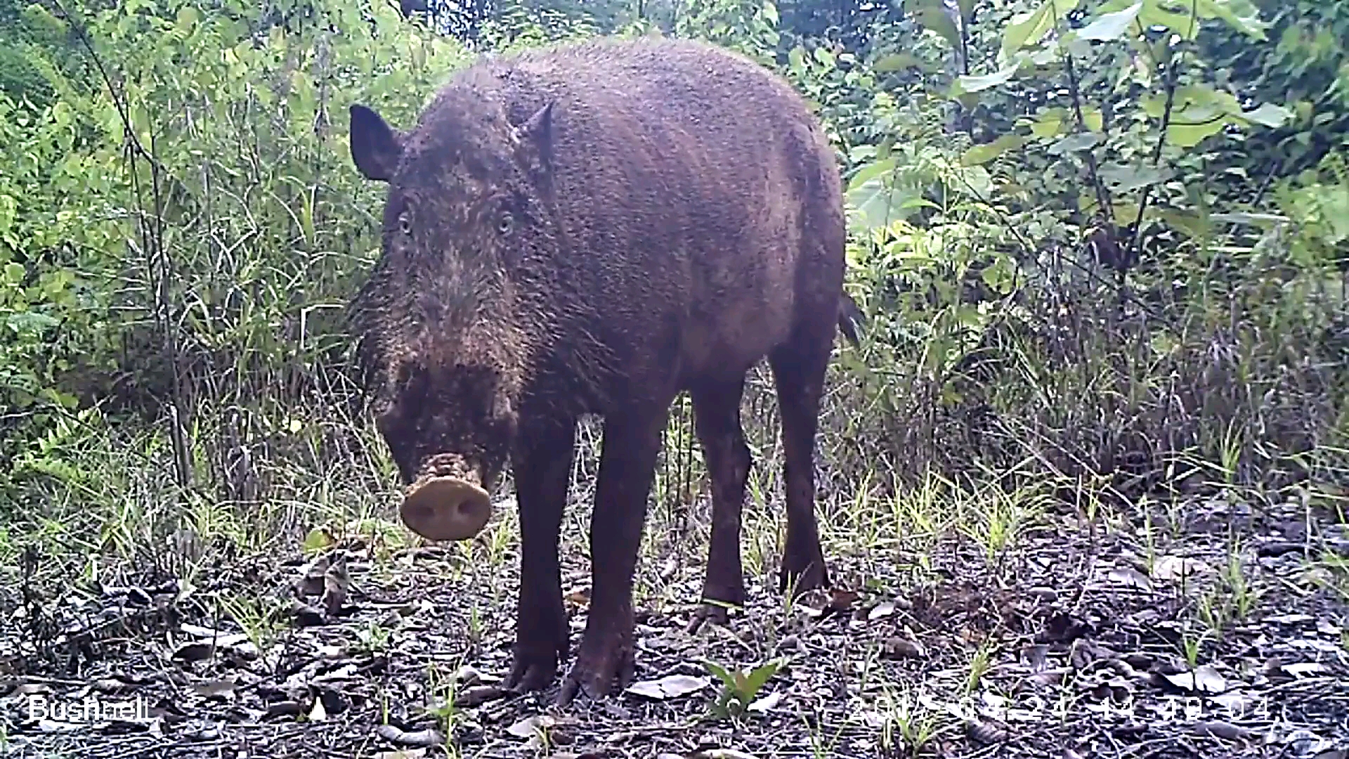 【苏门答腊动物园】婆罗洲须猪,外型像野猪却长着浓密的胡须