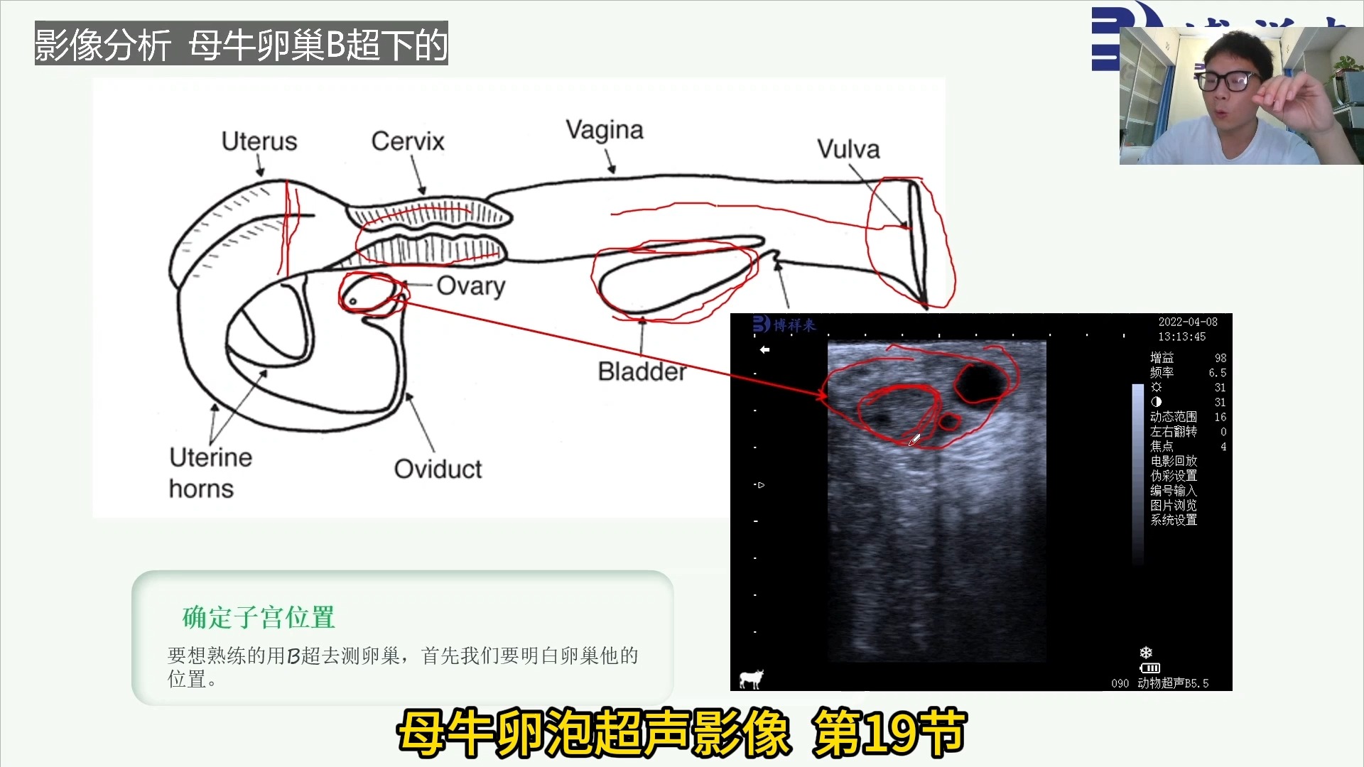 奶牛卵巢卵泡的部位图图片