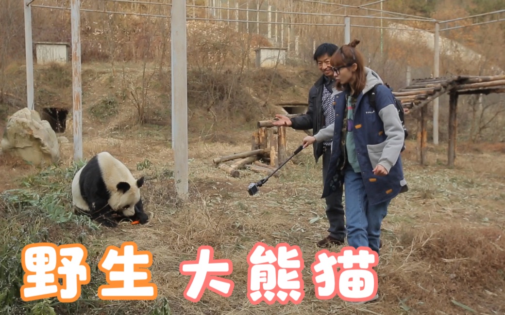 与野生大熊猫零距离,其实还是有一定危险性哔哩哔哩bilibili