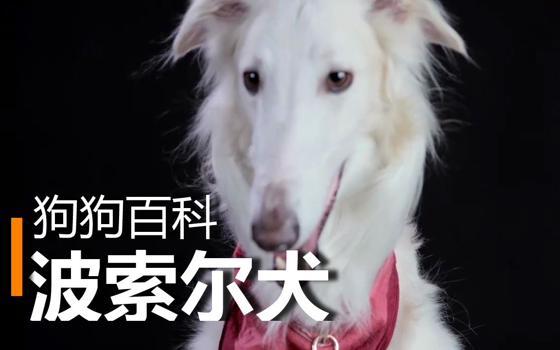 [图]【狗狗百科】波索尔犬 | 俄罗斯猎狼犬 | 风度翩翩一绅士