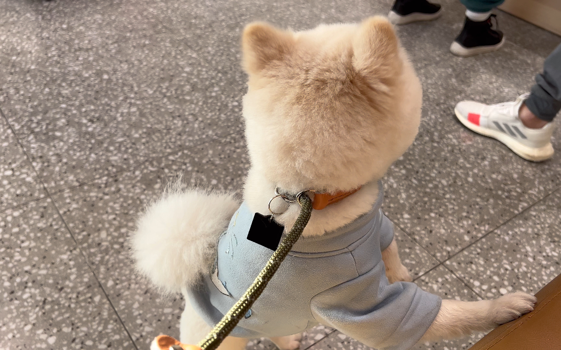 可爱皮皮到处打招呼