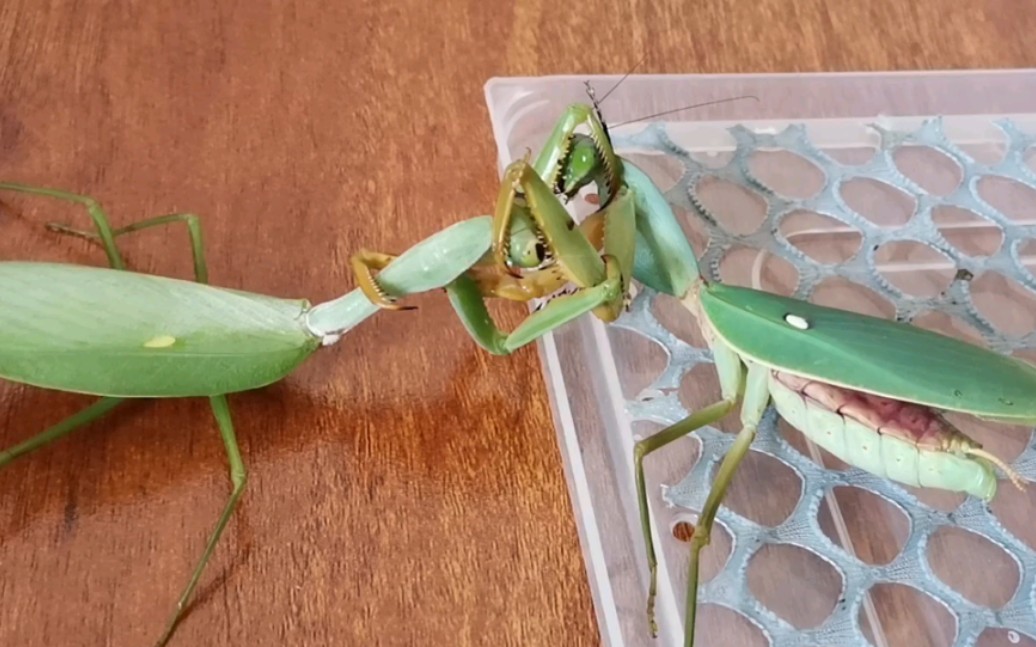 基菱背螳vs勐腊巨斧螳:僵持