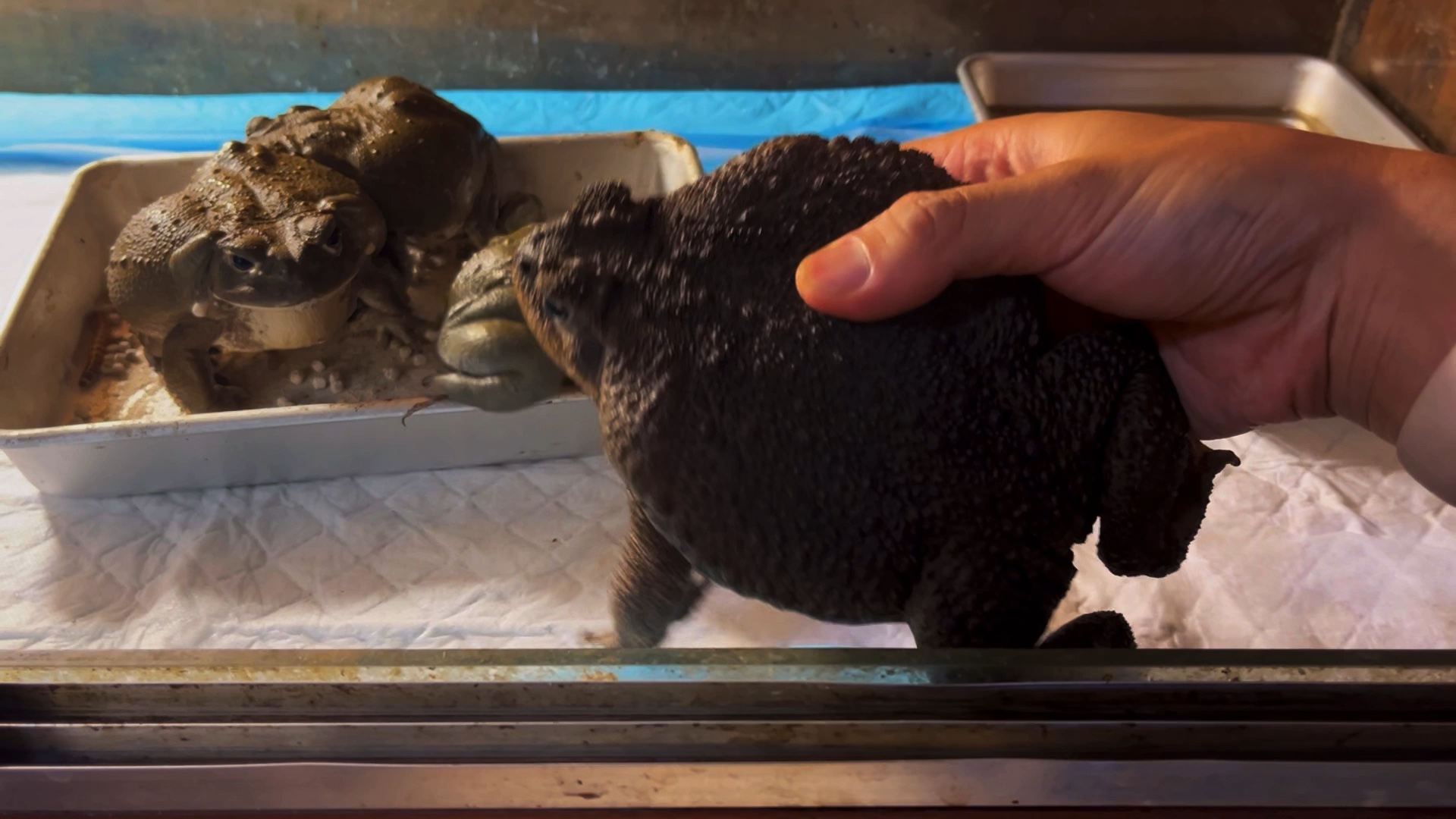 区分公母海蟾蜍除了看脚趾上的婚垫,还有个小办法,就是把它们拿起来