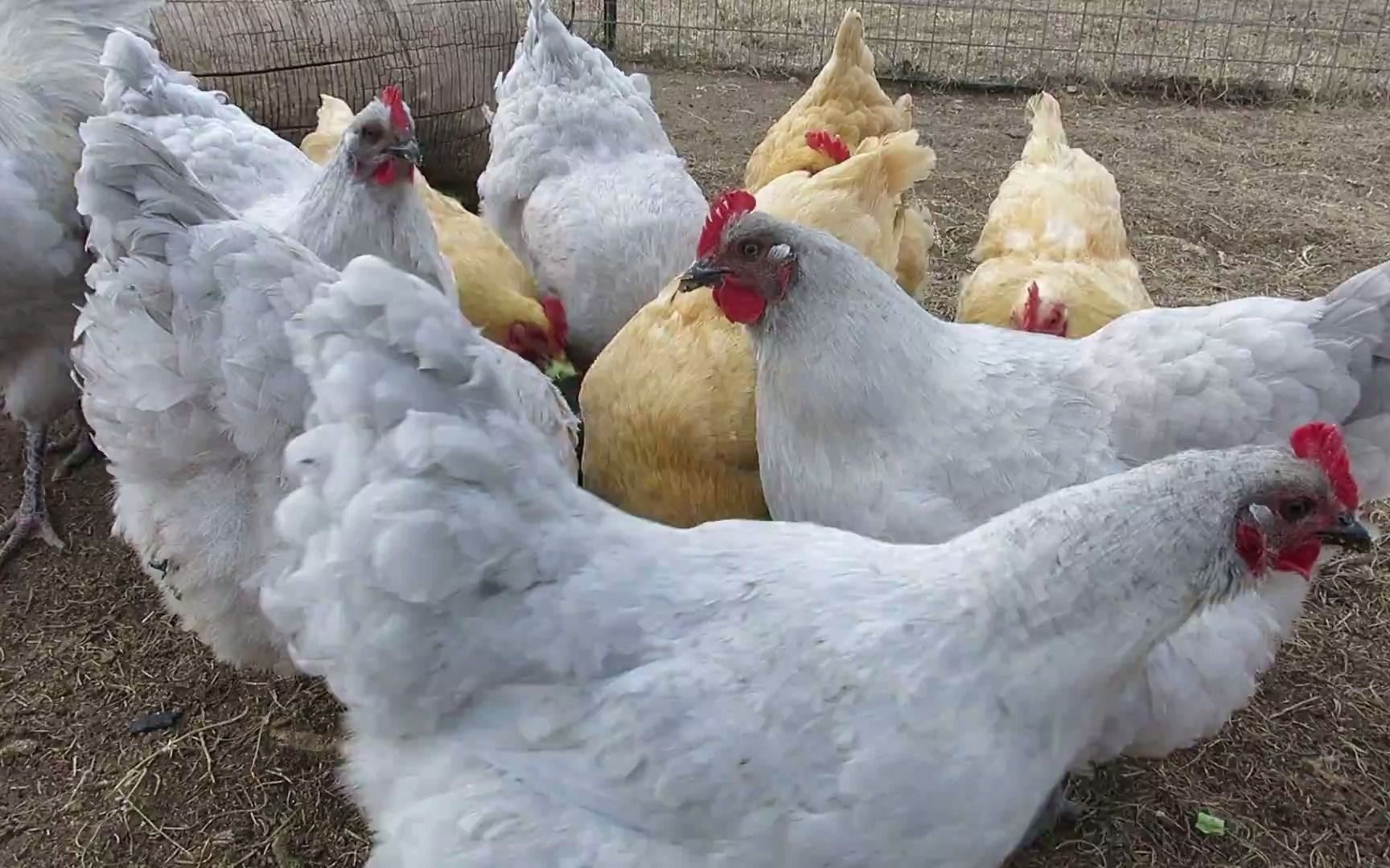 【奥平顿鸡】金色和薰衣草色的奥平顿鸡