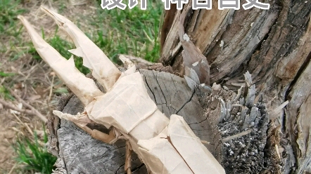 神谷哲史美它锹甲第四折 这会可没少费力 这可以说是我这四次的精华了哔哩哔哩bilibili