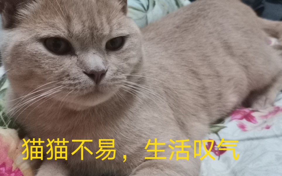 啪啪啪的猫片,不进来看看嘛??哔哩哔哩bilibili