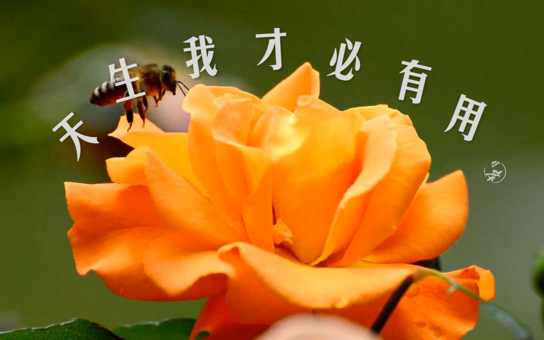 轻早读天生我材必有用