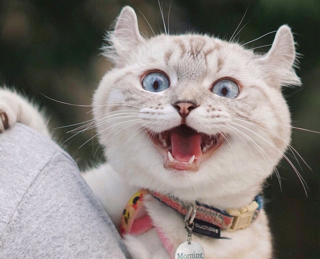 《手机壁纸》萌宠猫咪十张