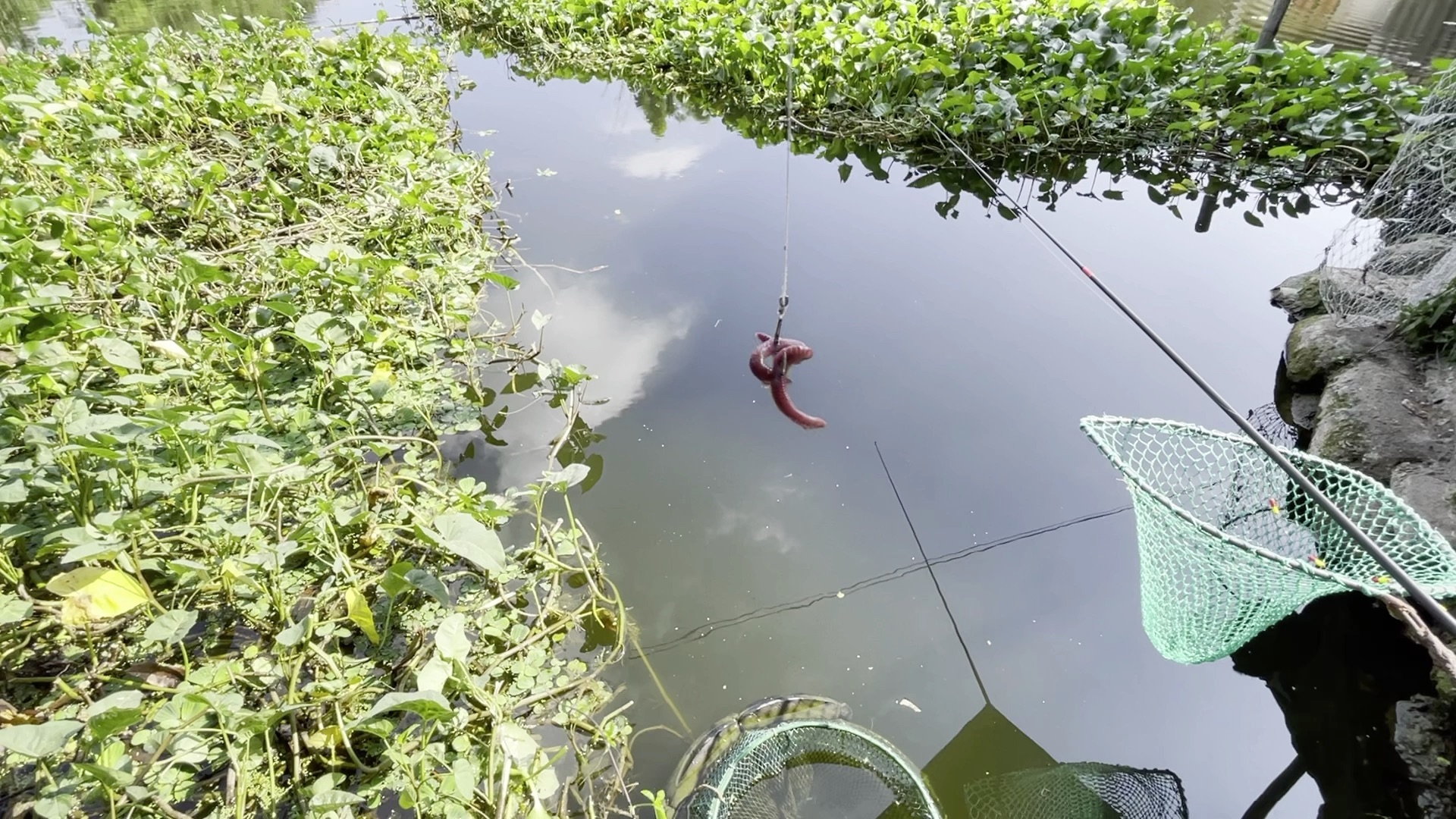 蚯蚓钓鱼,这样挂钩更容易上鱼!