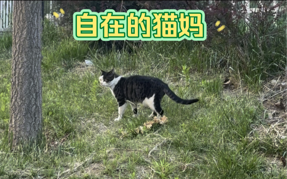 但我想说的是,其实咱们身边的每一只小猫都有自己的特点,都有值得喜欢