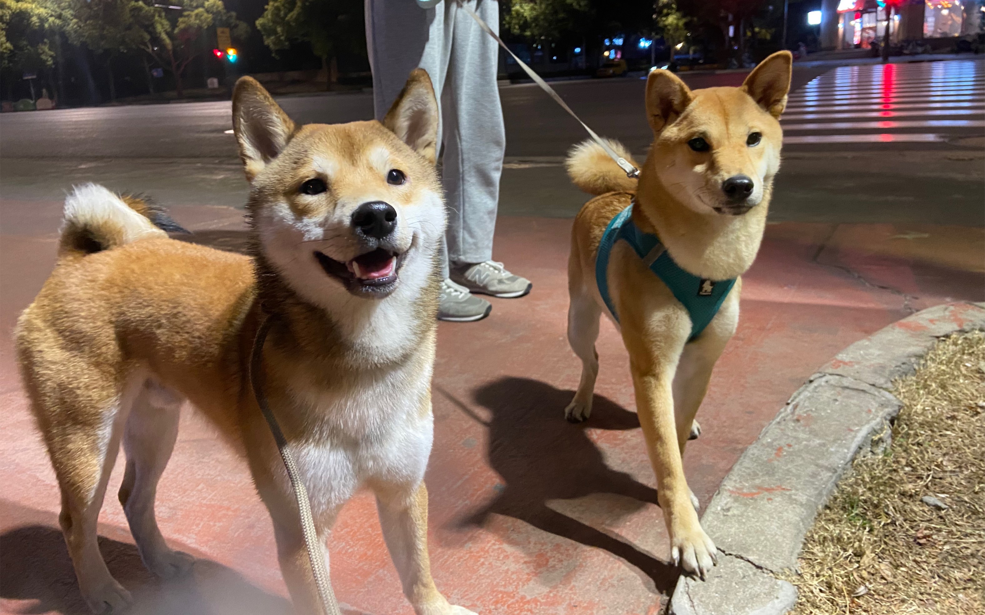 家有舔狗柴犬東來順如何討好自己的女朋友