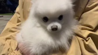 小狗的脾气有多好