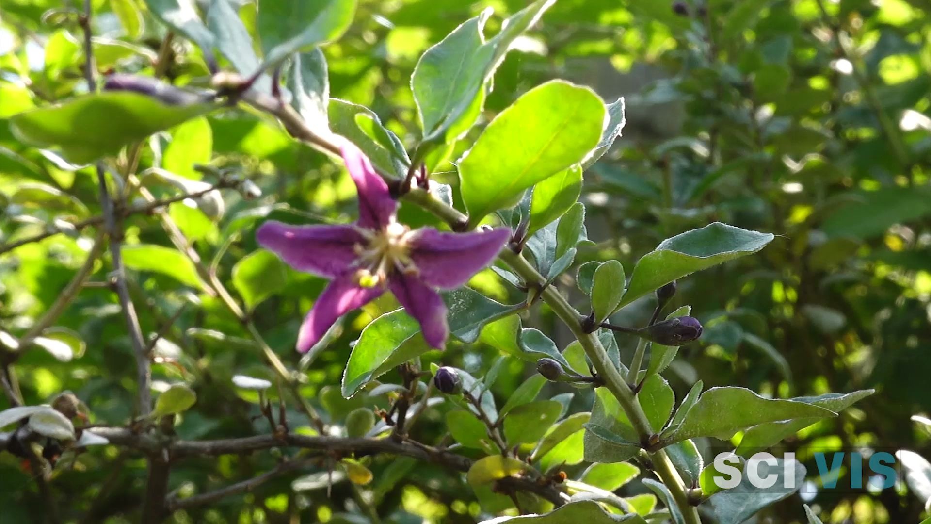 【自然 植物】开花中的枸杞哔哩哔哩bilibili