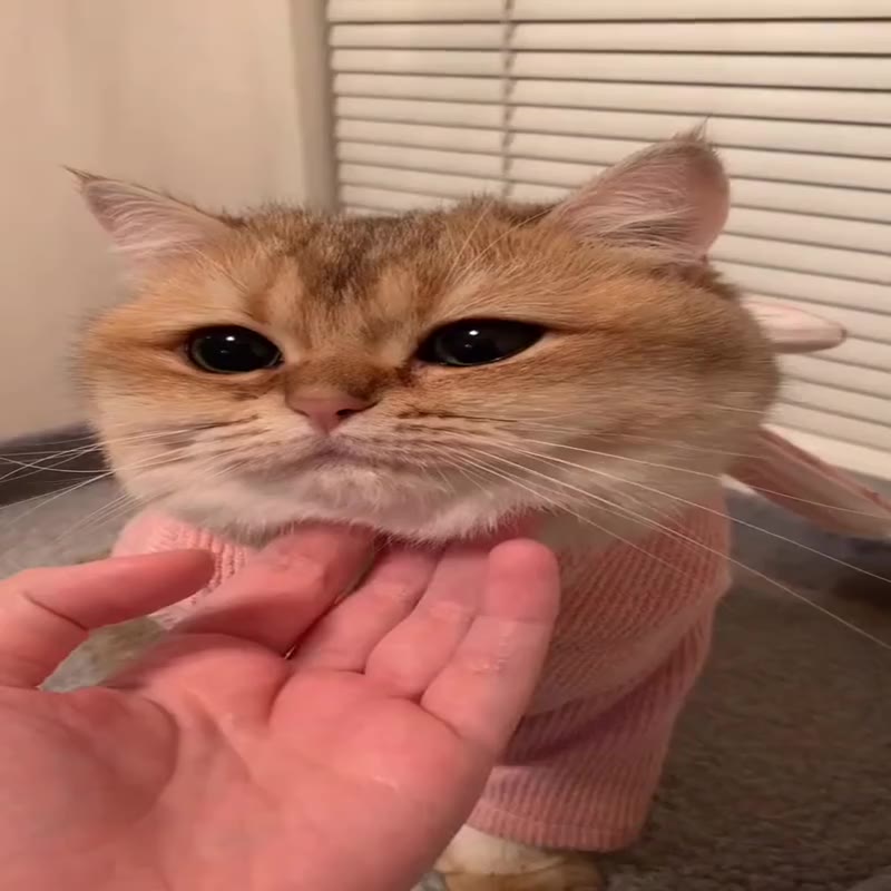 橘猫笑起来真可爱万博记录宠物日常