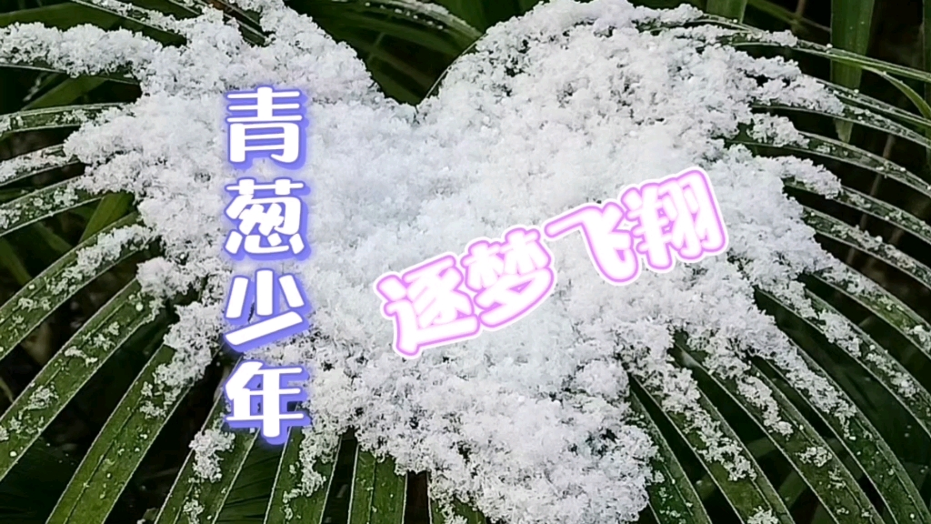 [图]美丽成都十几年难遇的雪花纷飞的夜晚 偶遇一群在球场上训练的少年 心有热爱 逐梦飞翔